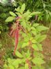 Amaranthus Caudatus Extract 